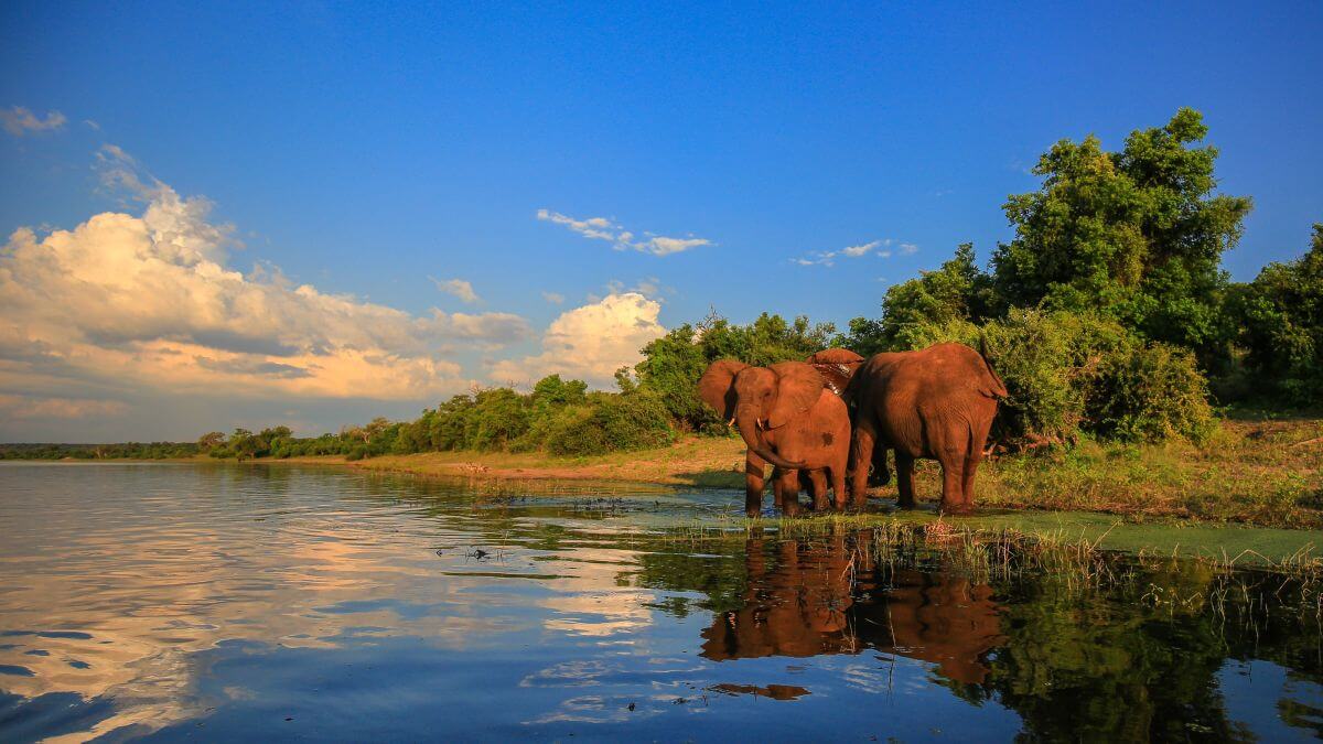Elephants-Kruger-National-Park