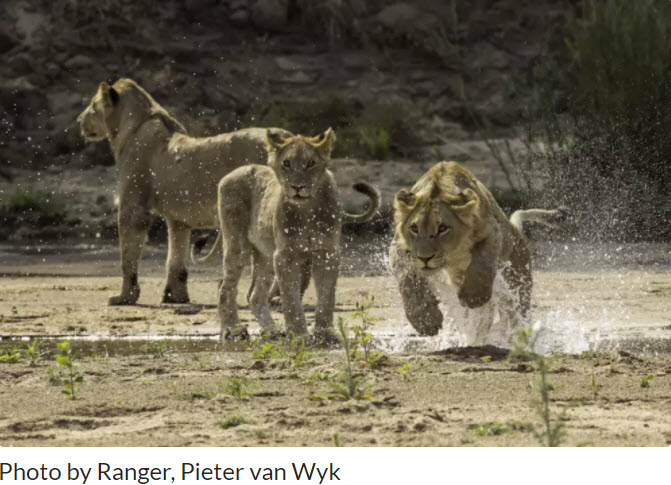 Mala Mala Game Reserve