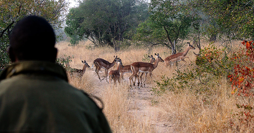 Sabi Sands Game Reserve