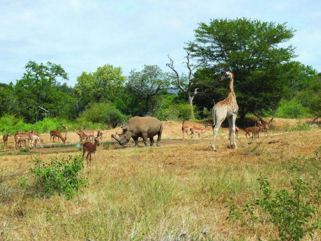 Songimvelo Game Reserve