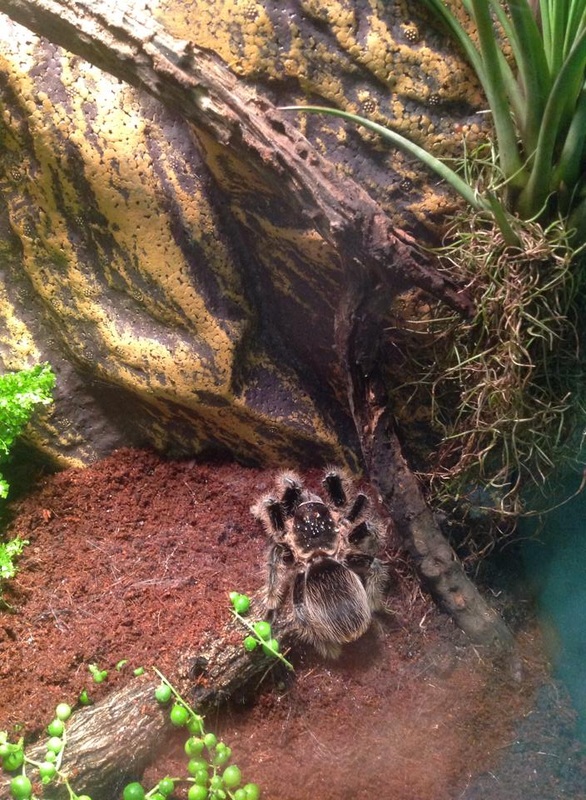 Perry’s Bridge Reptile Park
