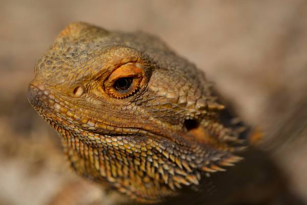 Perry’s Bridge Reptile Park