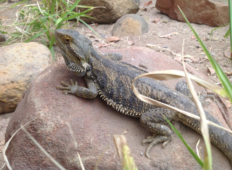 Perry’s Bridge Reptile Park