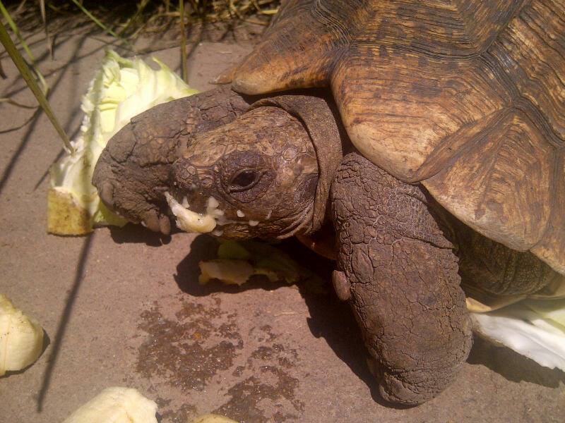 Perry’s Bridge Reptile Park