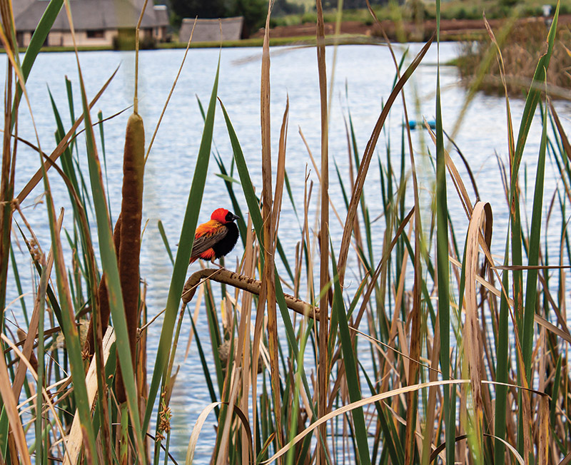 Doornkop Fish and Wildlife Reserve