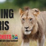 kruger park morning safari sunday special