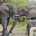 elephant plains game lodge