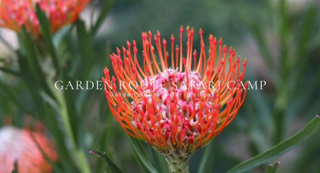 garden route safari camp