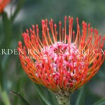 garden route safari camp