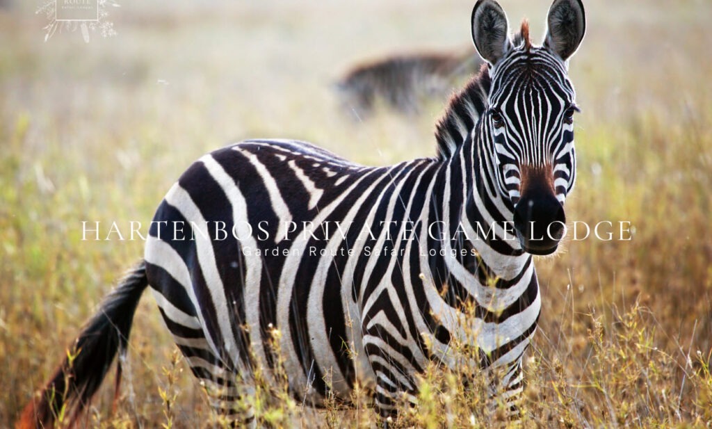 hartenbos private game lodge