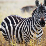 hartenbos private game lodge