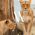 malawi safari lodges