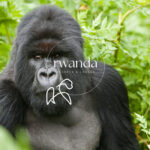 rwanda resorts & lodges