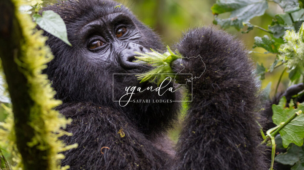 uganda safari lodges
