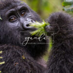 uganda safari lodges