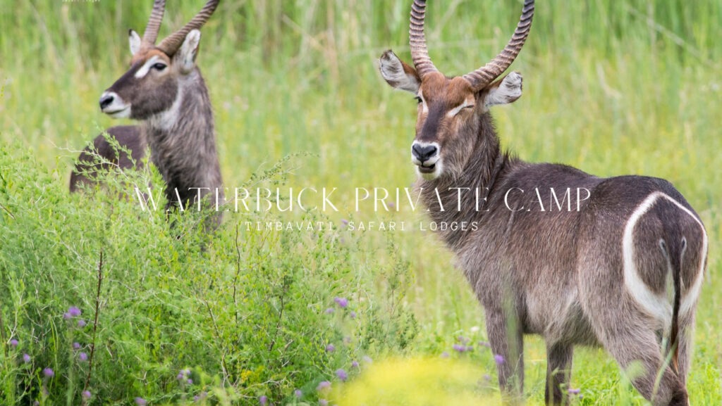 waterbuck private camp
