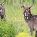 waterbuck private camp