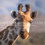 wildehonde kloof private game reserve