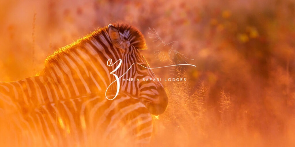 zambia safari lodges