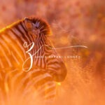 zambia safari lodges