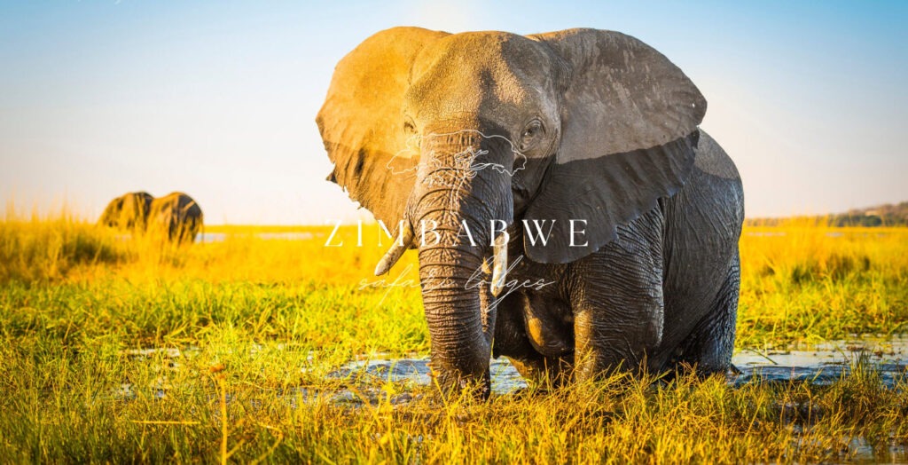 zimbabawe safari lodges