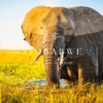 zimbabawe safari lodges