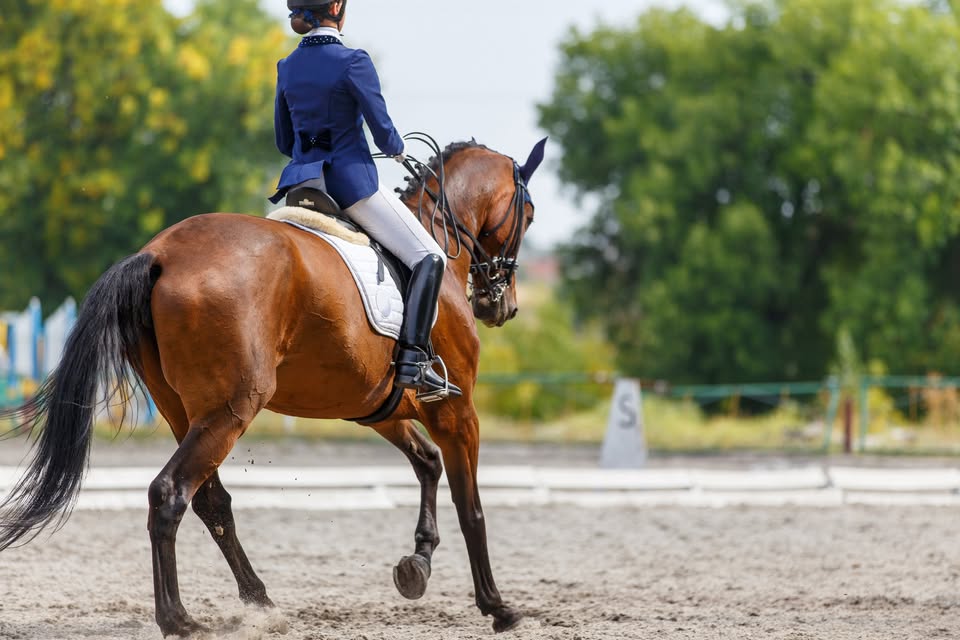 young girl on bay horse performing her dressage test