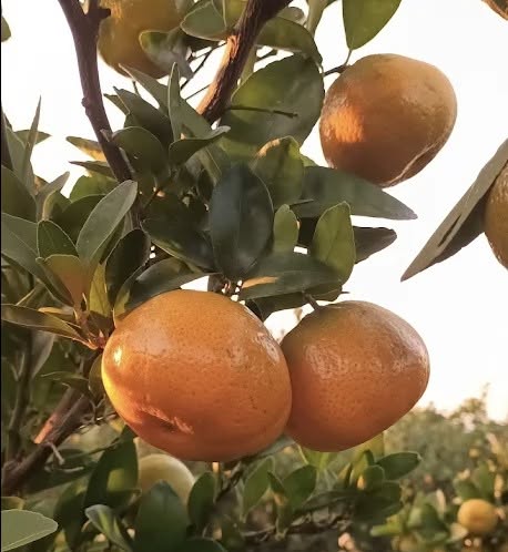 Horizon Farm - Naartjies U-Pick