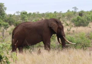 beautiful big tusker