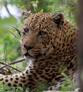 big male leopard