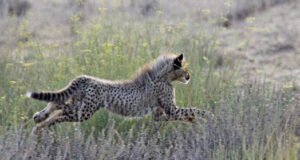 cheetah cub