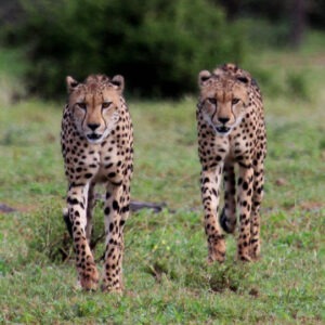 cheetah brothers 3