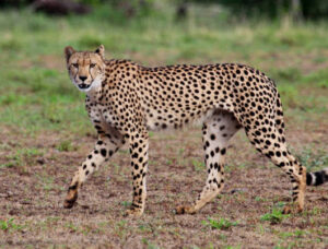 cheetah on the timbavati road
