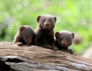 common dwarf mongoose