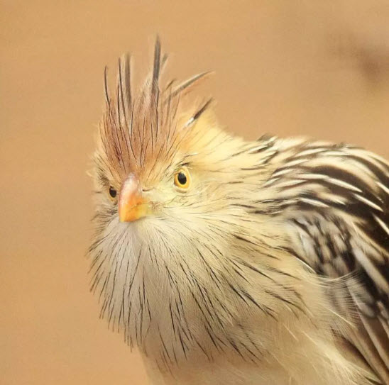 Cuckoo