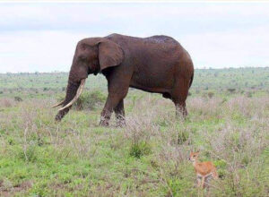 elephant