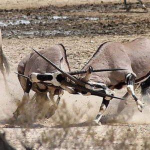 gemsbok