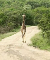 giraffe 4
