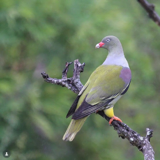 Green Pigeon