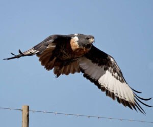 jackal buzzard
