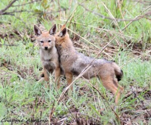 jackal pups
