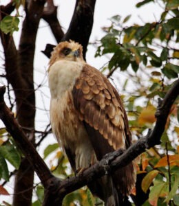juvenile african harrier hawk