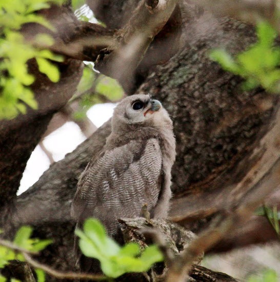 Juvenile Verreaux's Eagle Owl