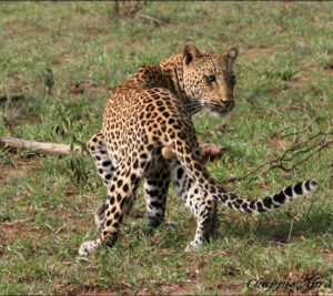 leopard 1