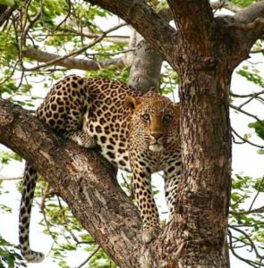 leopard 1