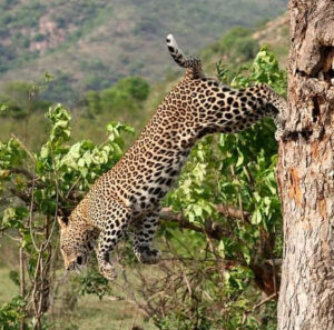 leopard