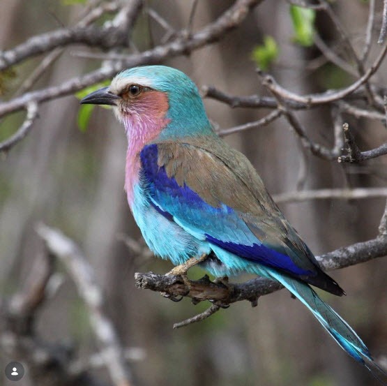 Lilac Breasted Rolle