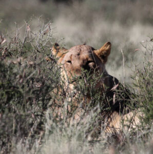 lions 1