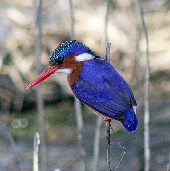 Malachite Kingfisher