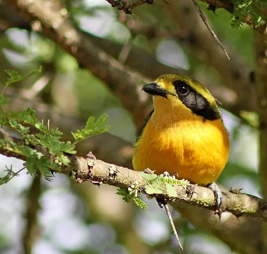 Olive Bush Shrike